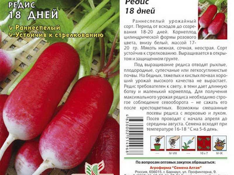 Лучшие сорта редиса для открытого грунта и теплиц: белый редис, всесезонный и другие