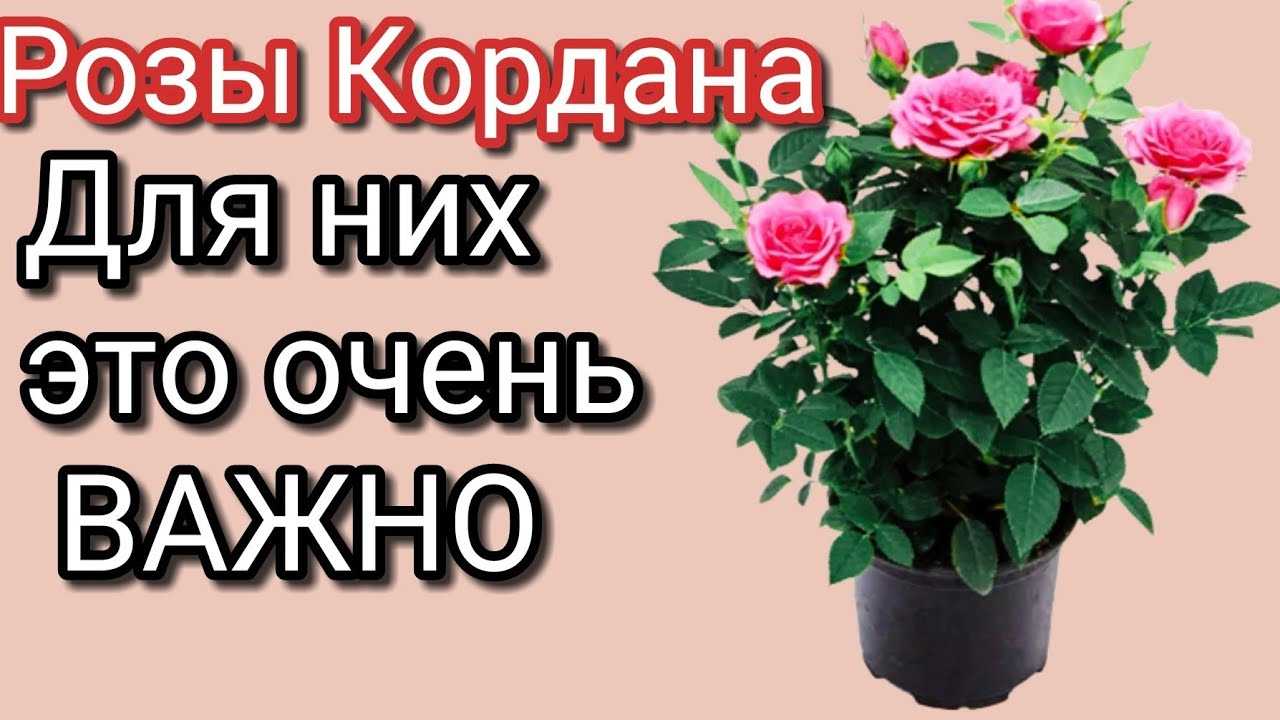 Уход за розой кордана в домашних условиях после покупки: как размножать, температурный режим зимой, подсорта комнатного растения кардана в горшке мини, микс и другие selo.guru — интернет портал о сельском хозяйстве