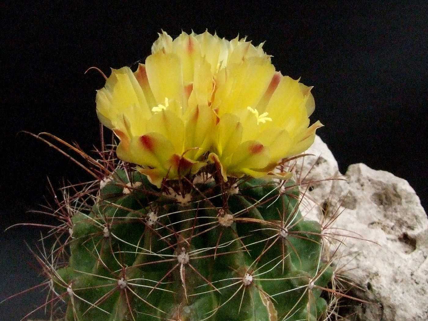 Телокактус – thelocactus, посадка растения, уход, размножение, болезни, описание