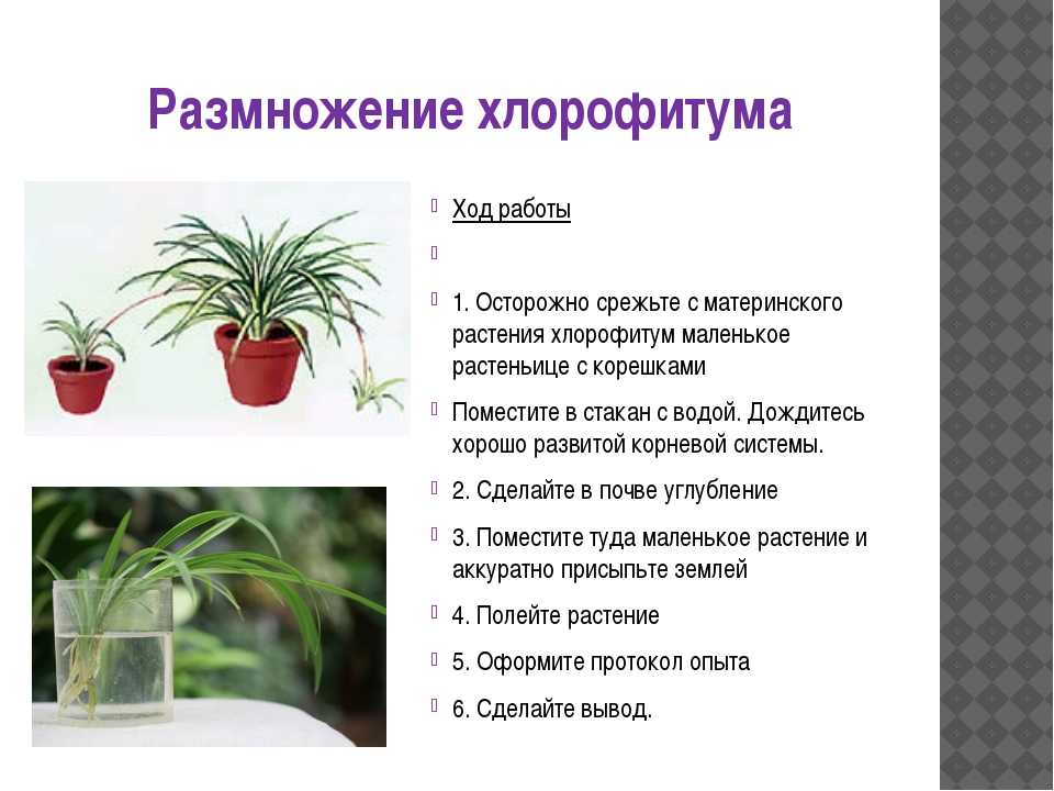 Цветок хойя керри: фото, уход в домашних условиях, как пересаживать, цветение, размножение из листа