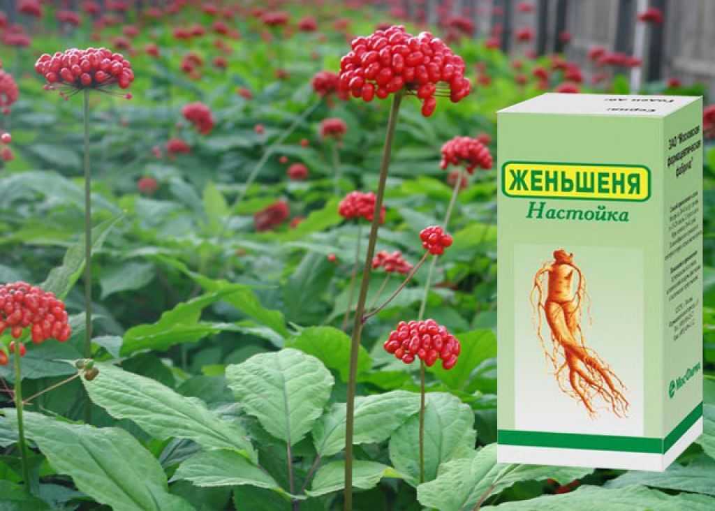 Дикий женьшень - ареал обитания поиск преимущества