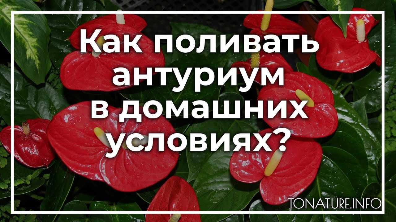 Уход за антуриумом в домашних условиях