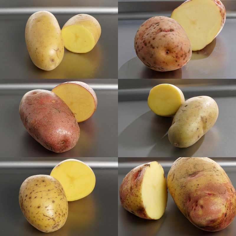Какие сорта картофеля самые вкусные и урожайные