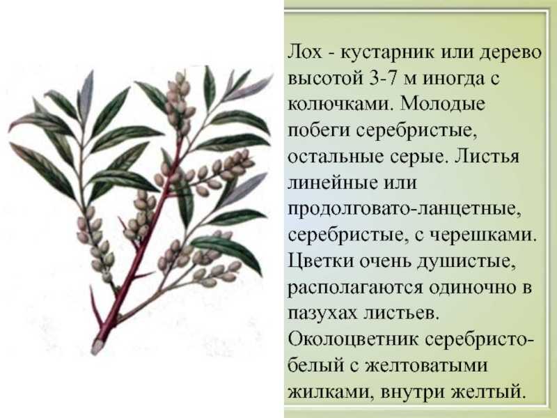 Лох серебристый посадка и уход, болезни и удобрения, размножение и выращивание сорта, фото