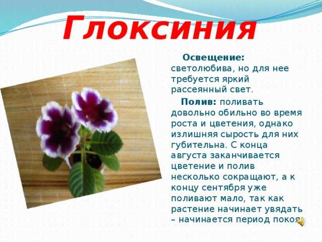 Красавица глоксиния: размножение семенами и листом