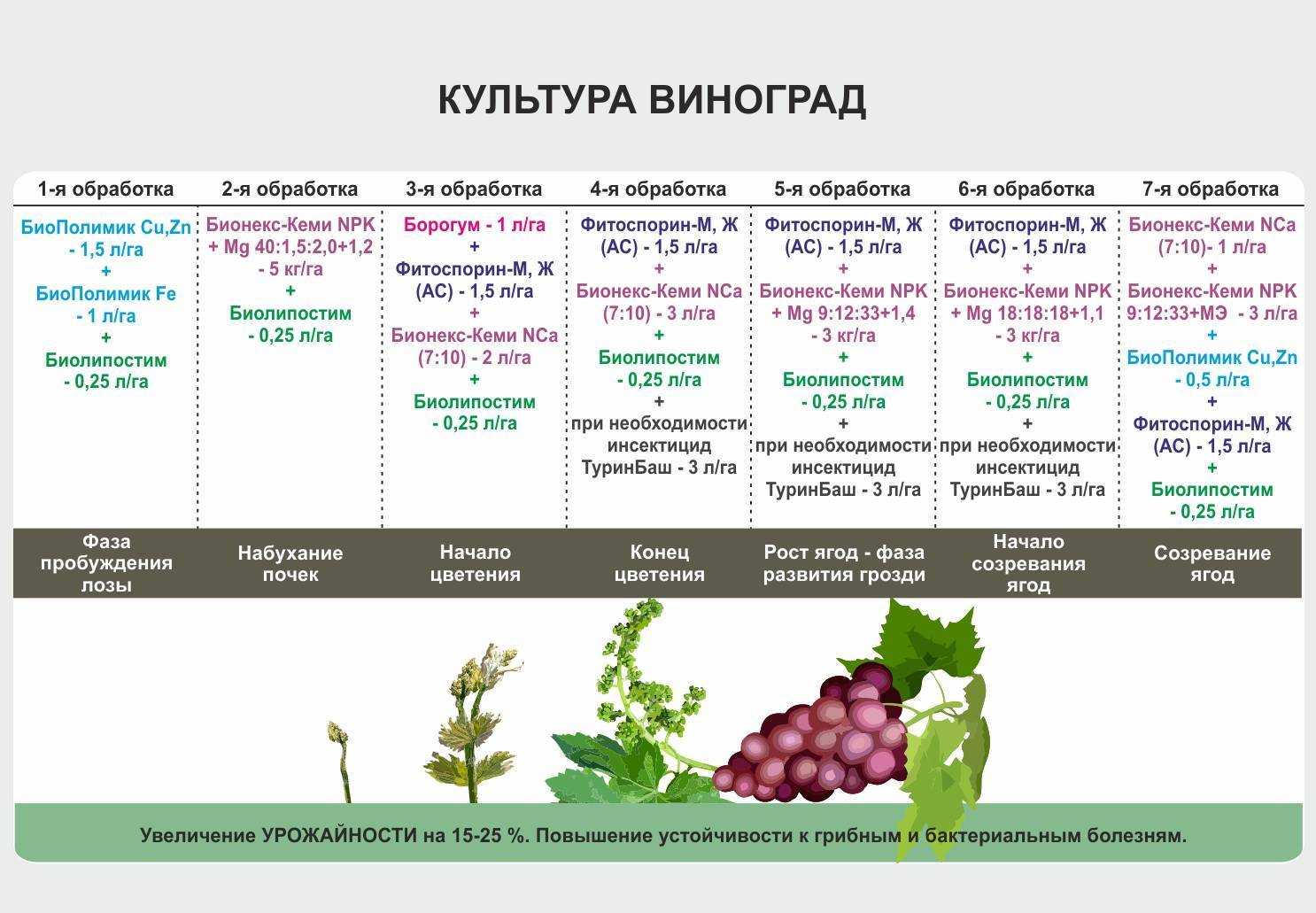 Удобрения для клубники: азотные, калийные, фосфорные, комплексные