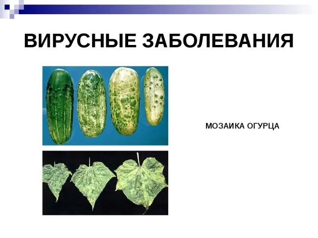 Болезни комнатных растений: бактериозы и вирусы, описание и фото, меры борьбы