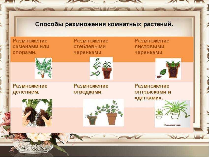Советы по выращиванию герани в открытом грунте — как обеспечить ей правильных уход?