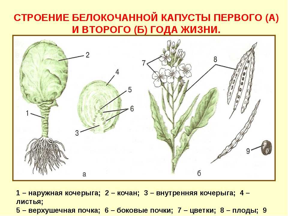 Как получить семена капусты белокачанной в домашних условиях, как вырастить капустные семена самостоятельно
