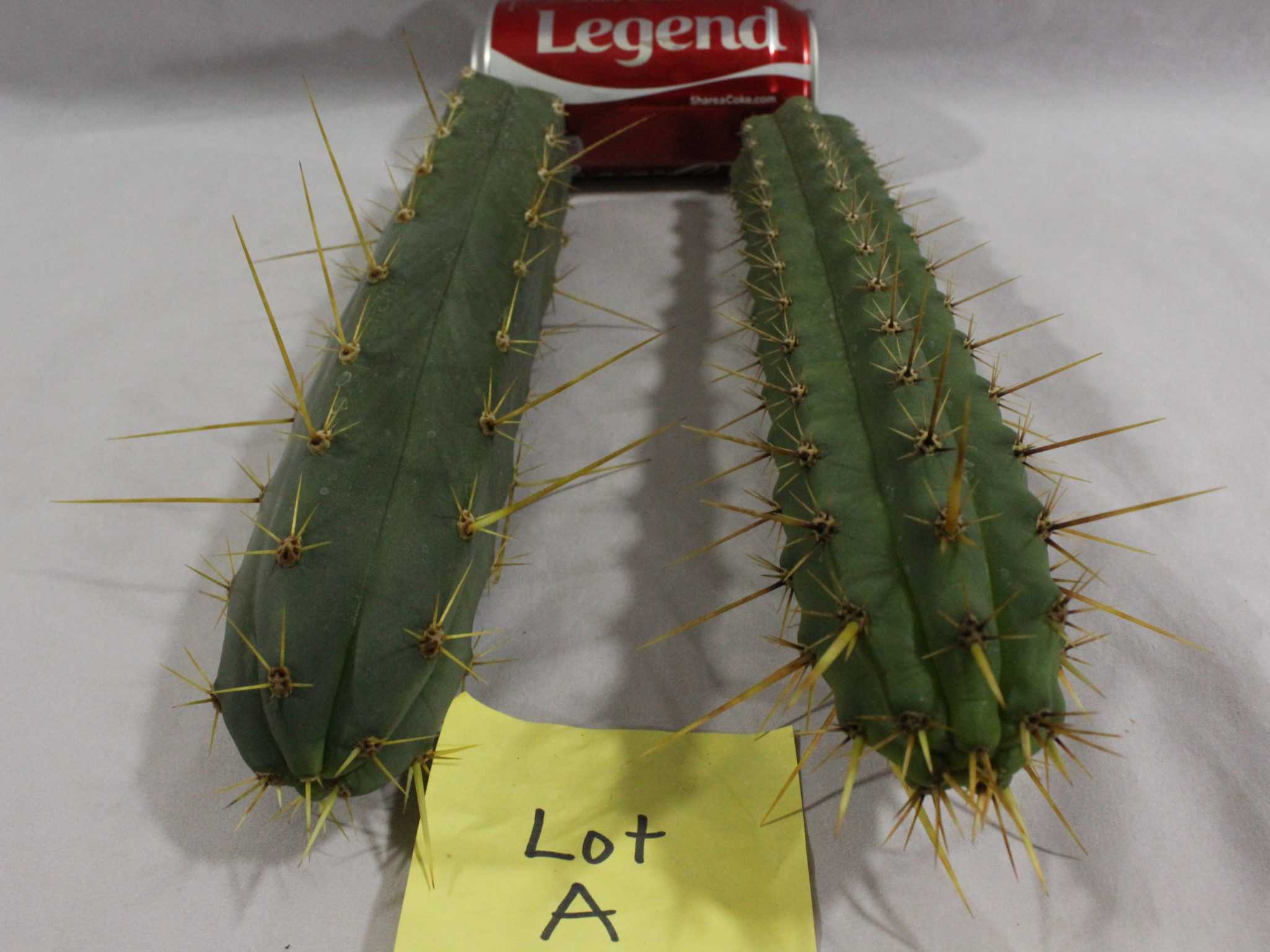 Расскажем о кактусе трихоцереус Trichocereus, прочтете его описание и правила по уходу за ним Узнаете о таких видах, как Сан Педро Pachanoi, Белеющий, Перувианский факел Peruvianus, который считается ядовитым Увидите их фото