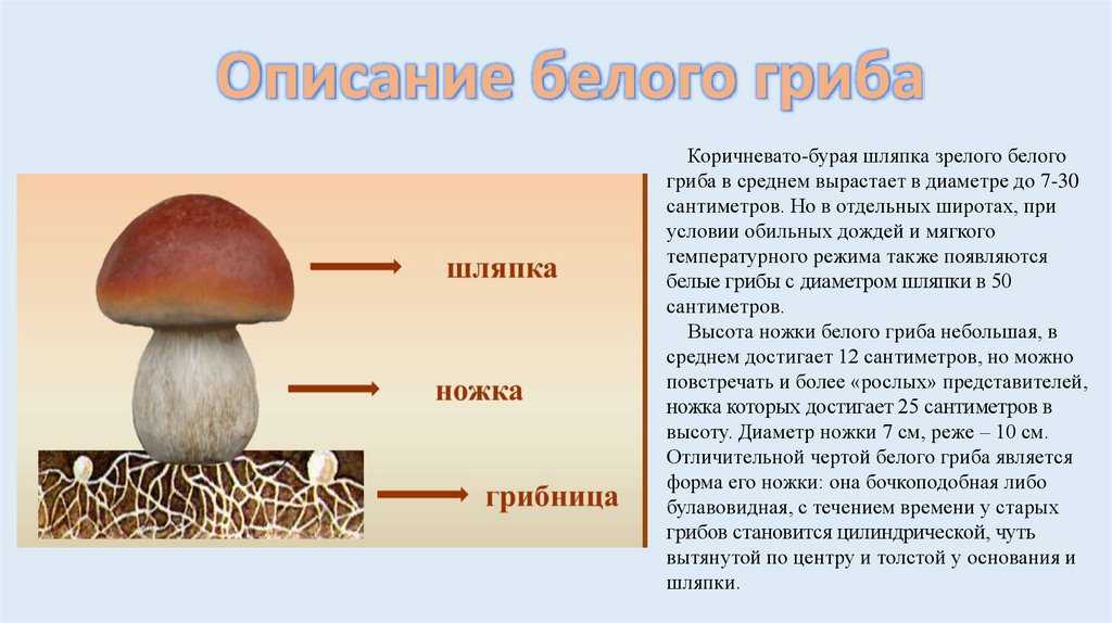 Сколько растут грибы после дождя в лесу: время, рекомендации