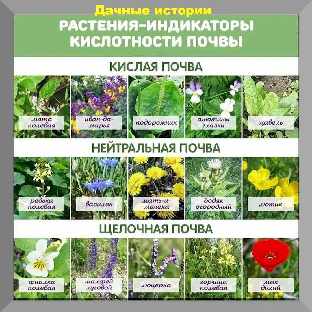 Удобрения песчаных грунтов: повышаем урожайность
