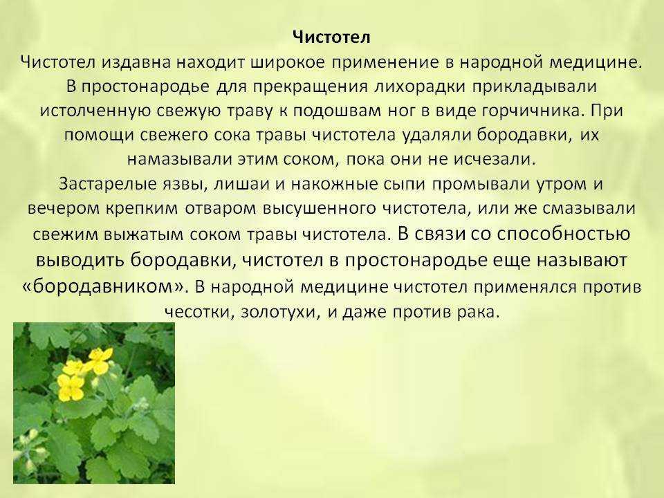 Не выбрасывайте корни подсолнуха, а используйте для здоровья!