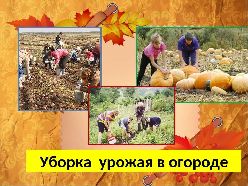 Перечисли, чем занимаются люди осенью в доме, саду и огороде. что делают люди осенью чем занимаются люди осенью в доме саду