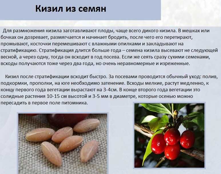 Кизил: посадка и уход в открытом грунте, полезные свойства