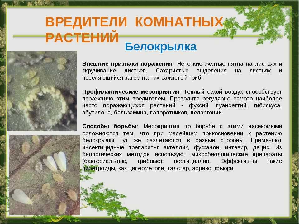 Мучнистый червец на комнатных растениях — как бороться