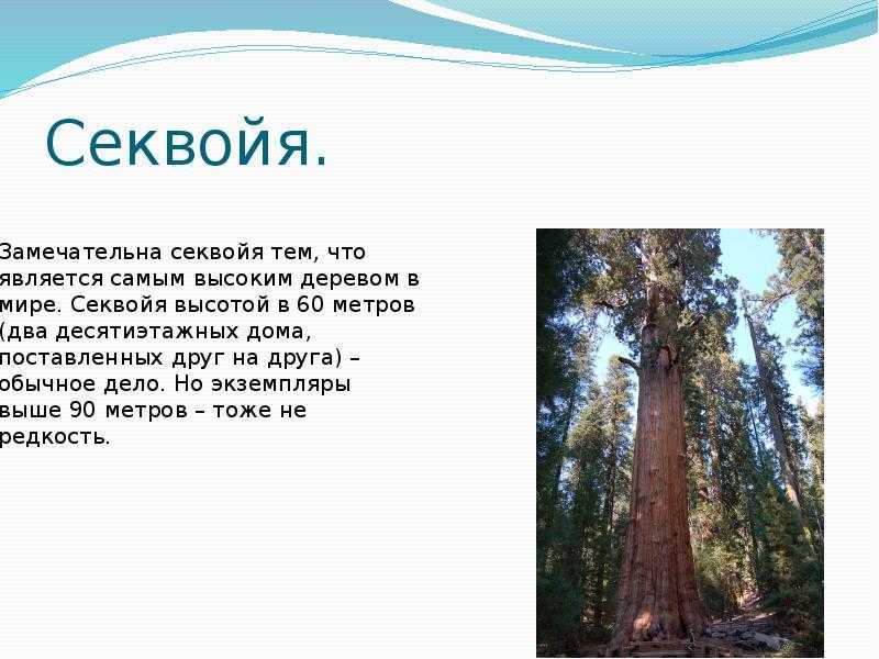 Секвойя дерево: виды, распространение, описание, характеристика самых высоких деревьев в мире + фото секвойи с человеком