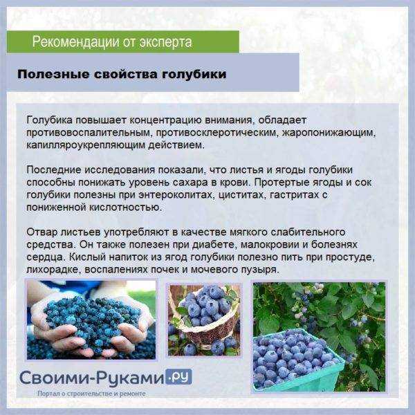 Голубика обыкновенная