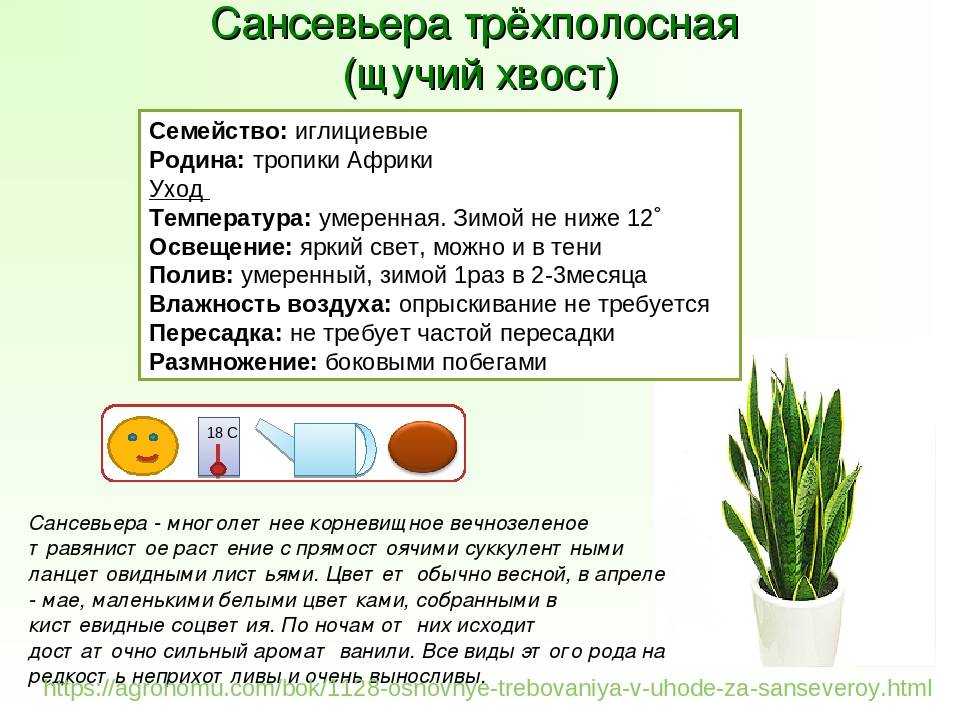 Хатиора: уход в домашних условиях, виды с фото