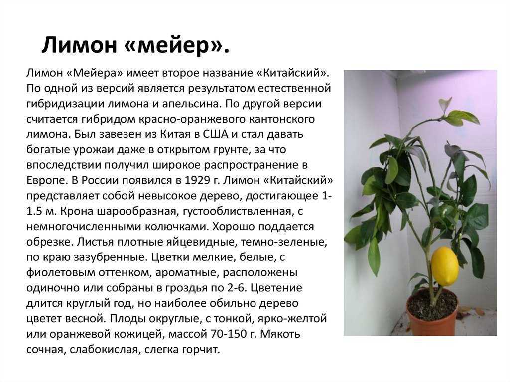 Узнайте, что такое лимон Мейера Даны описание и фото сорта Рассказано обо всех нюансах ухода за этим растением в домашних условиях для начинающих, а также о болезнях и вредителях, размножении и про выращивание в открытом грунте