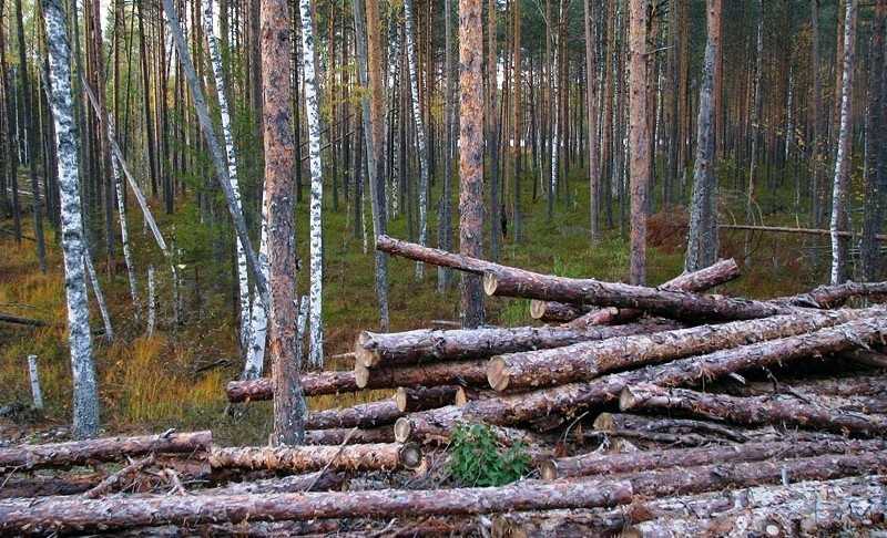 Как получить 150 м3 леса от государства
