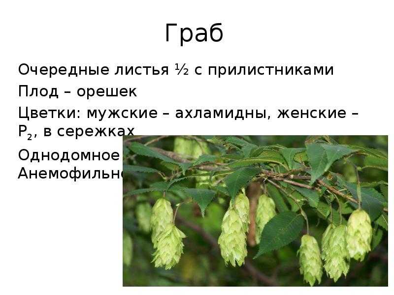 Дерево граб – описание, виды и сорта с фото, уход