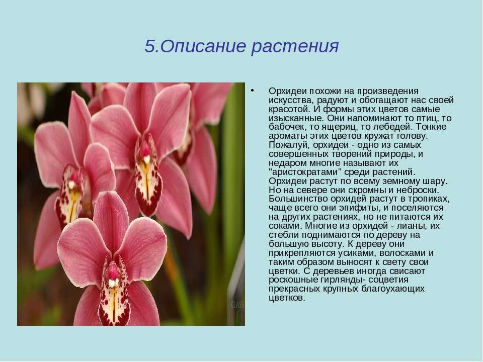Рассказываем, какая существует общая информация о листьях орхидеи