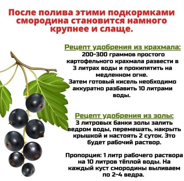 Черная смородина: выращивание, особенности ухода, обрезка и размножение, советы садоводов