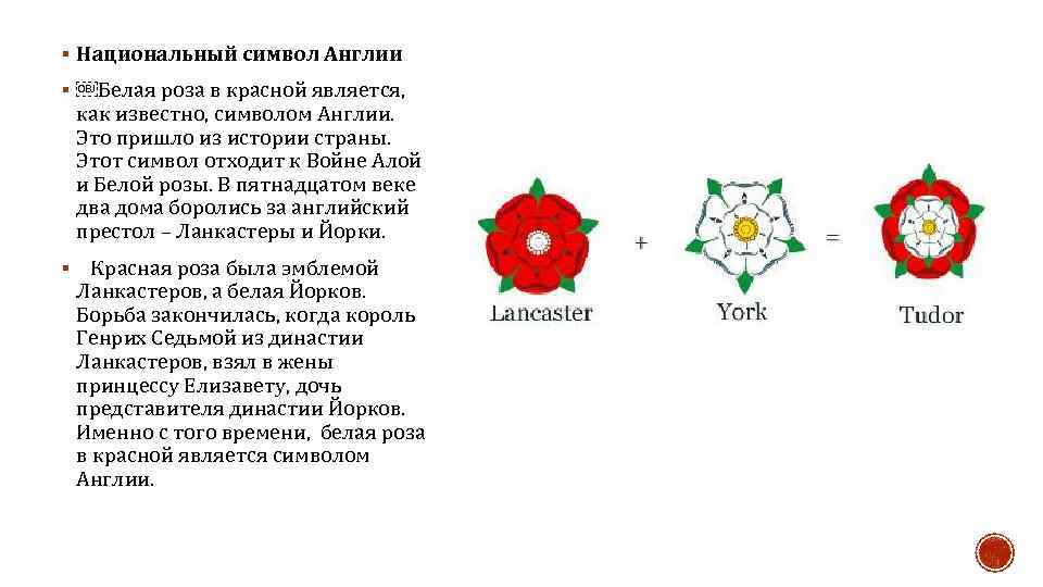Роза тюдоров, герб англии | абсолют трэвел
