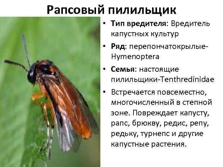 Пилильщик: меры борьбы, средства и препараты, сосновый и розанный виды