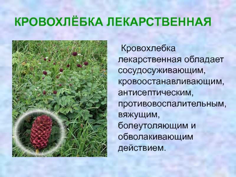 Кровохлебка лекарственная: свойства, применение, противопоказания, рецепты