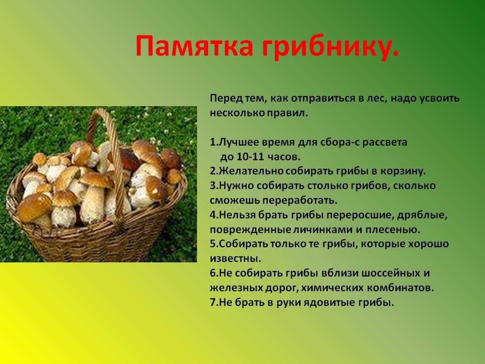 Как правильно жарить грибы рыжики