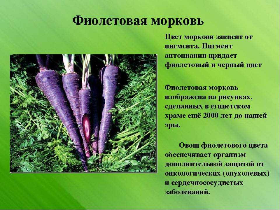 Морковь фиолетовая: что это такое и почему говорят, что раньше или изначально она была такого цвета