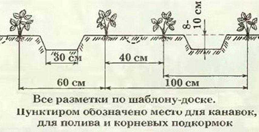 Посадка клубники весной в открытый грунт