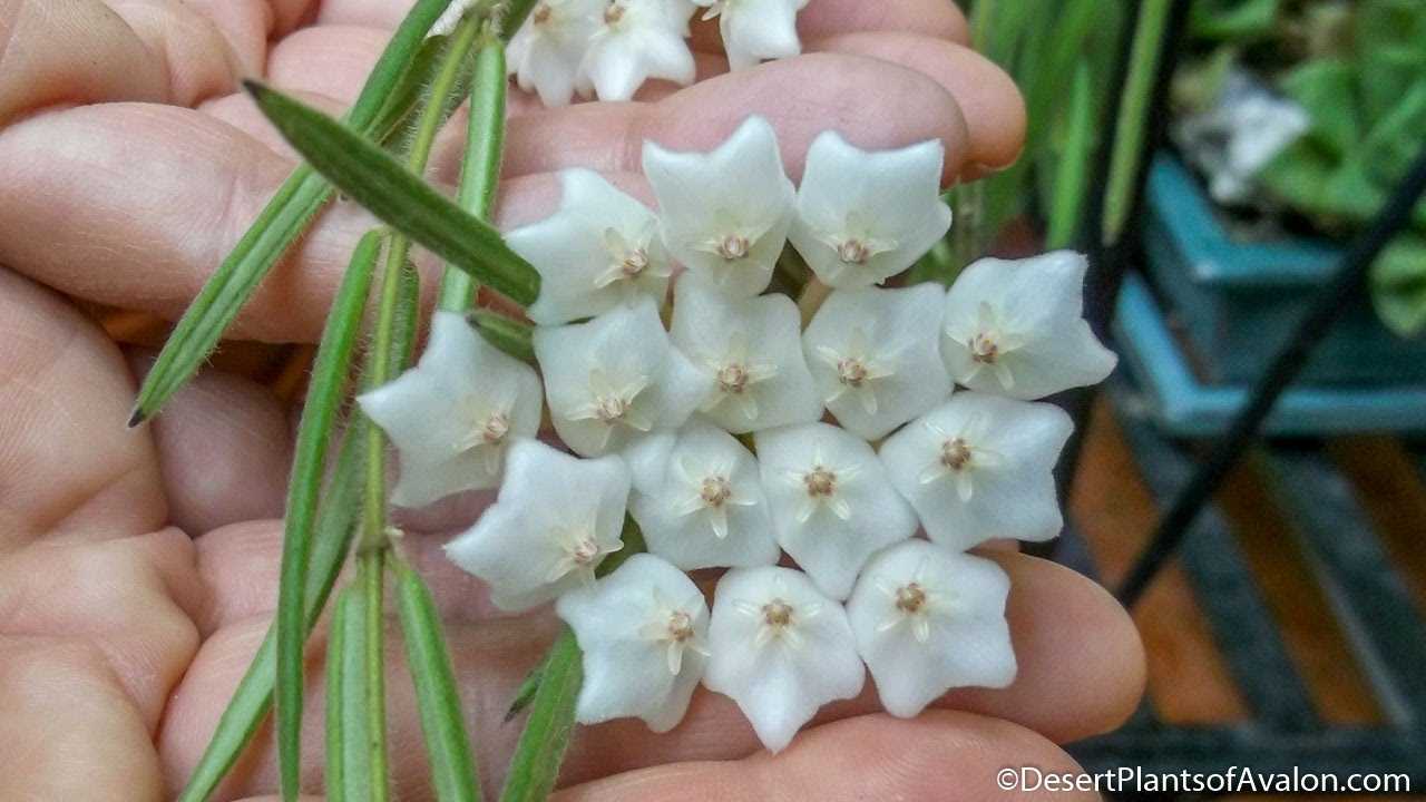 Хойя - уход в домашних условиях | floravdome.ru