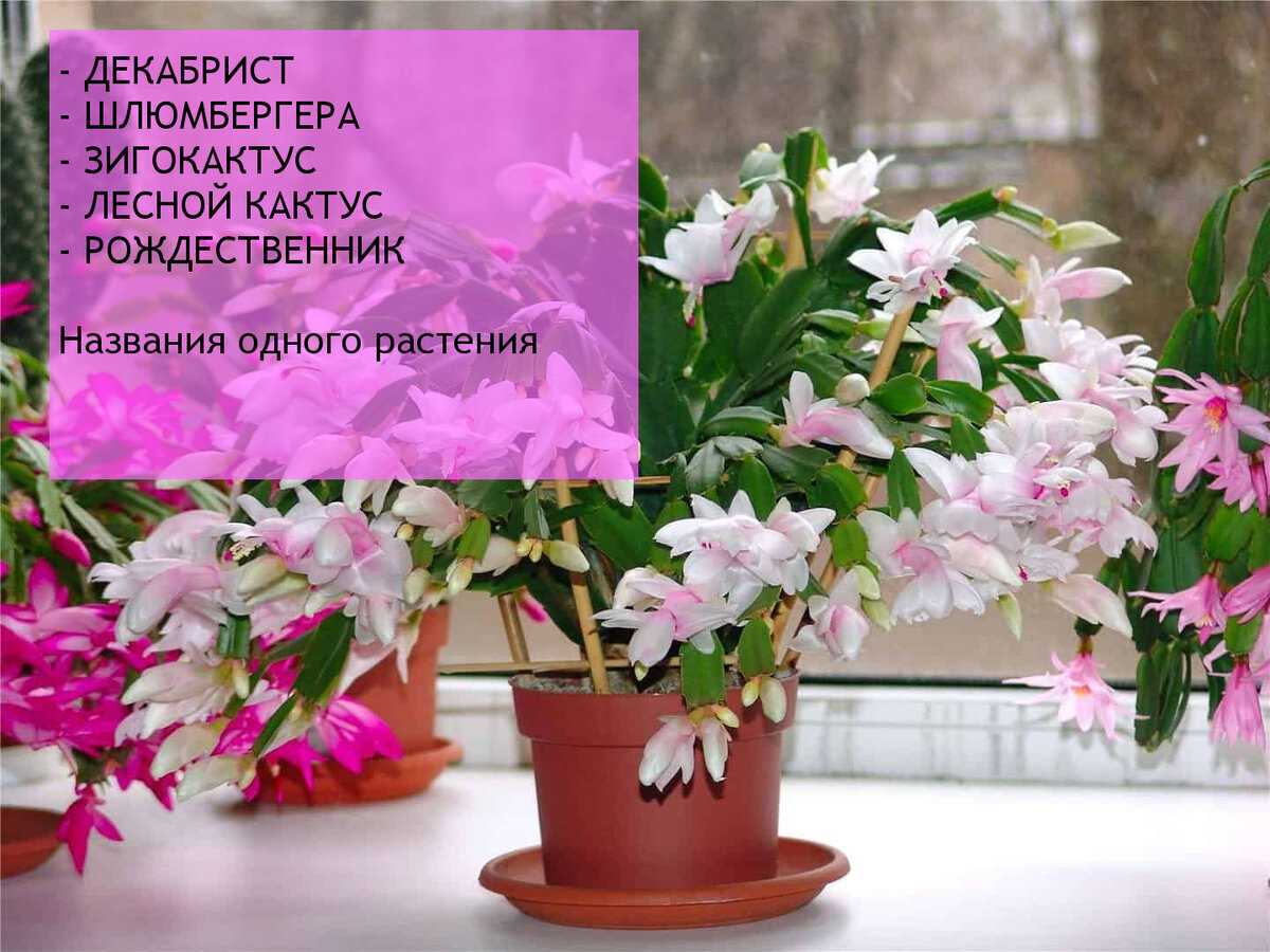Как получить роскошное цветение декабриста к новому году? простые правила ухода