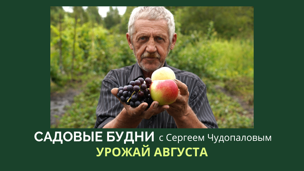 Чудо-персики прославили хабаровского садовода чудопалова | общество | аиф хабаровск