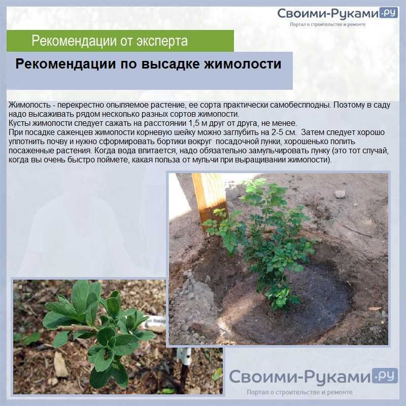 Посадка и уход за жимолостью в открытом грунте