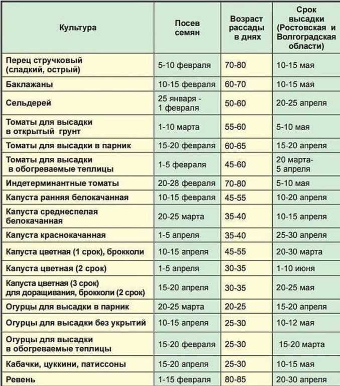 Когда сажать петунию на рассаду в 2023 году: 5 факторов