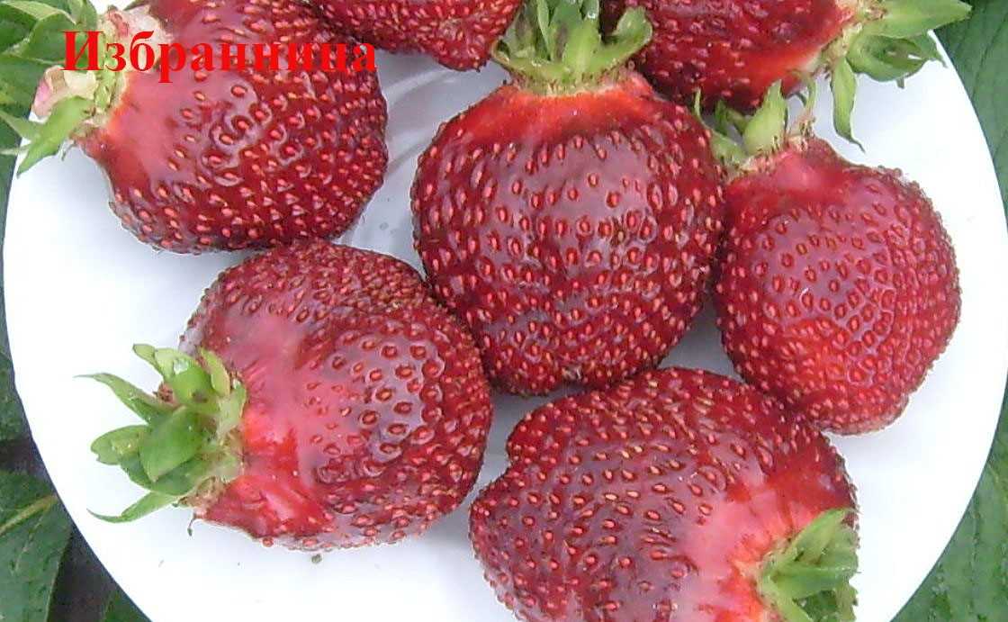 Все сорта клубники: ранние, средние, поздние