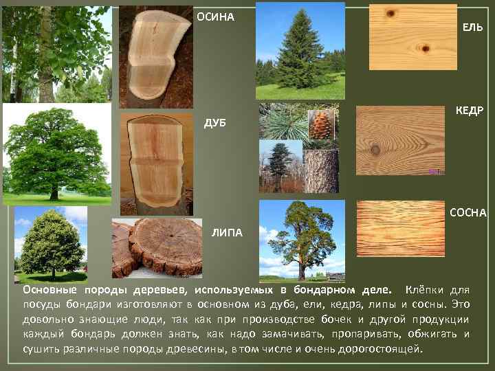 Дерево ясень: особенности выращивания и украшения сада