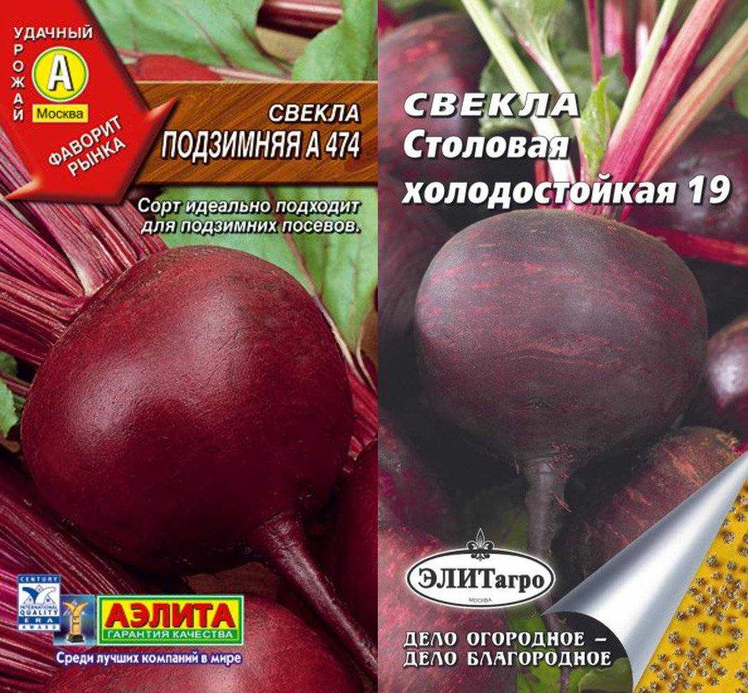 Лучшие сорта свеклы (31 фото) - названия и описания