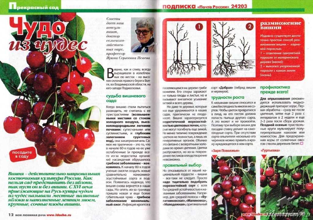 Вишня — правильная посадка, формировка и уход