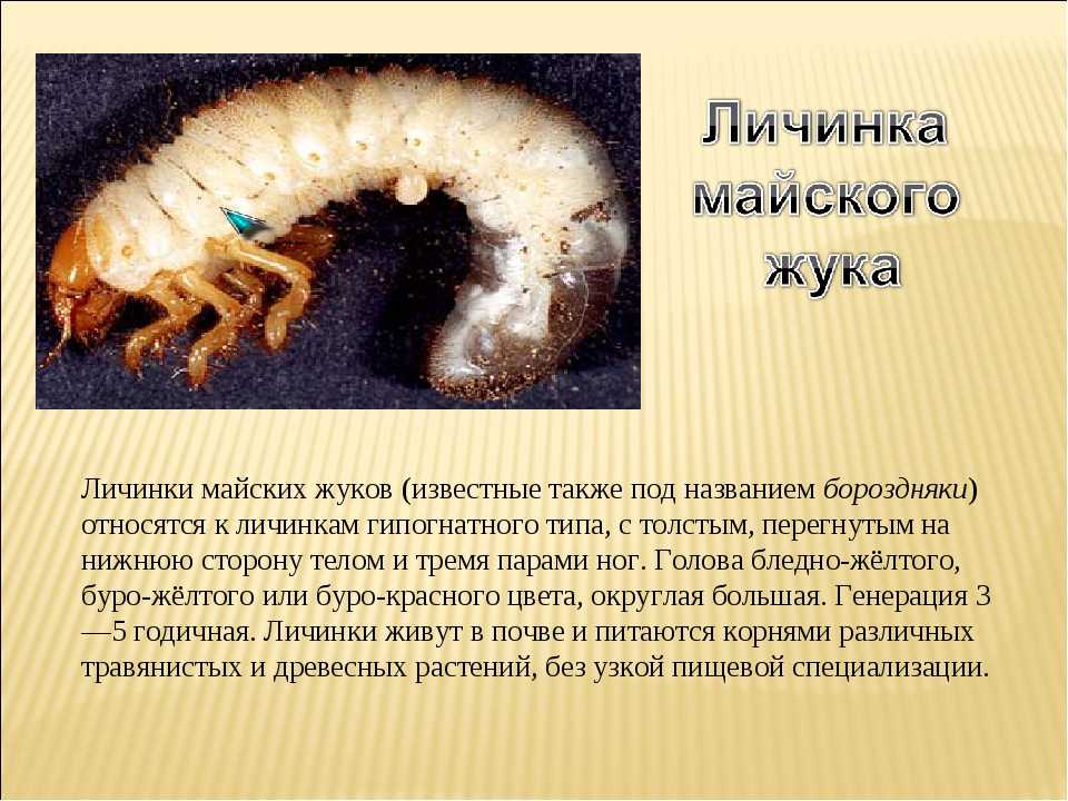 Борьба с хрущем и его личинками: как избавится от майского жука, эффективные средства