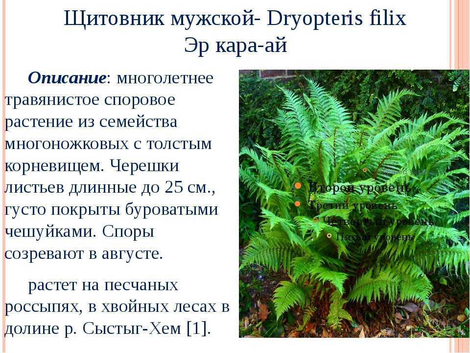 Кочедыжник японский посадка и уход. кочедыжник женский