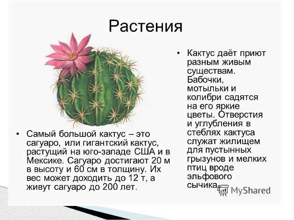Особенности рода суккулентов агава и как их выращивать