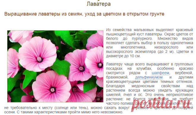 Растение лаватера Lavatera еще именуют дикая роза либо хатьма, оно относится к семейству мальвовые Данный род представлен кустарниками, травянистыми растениями и деревьями