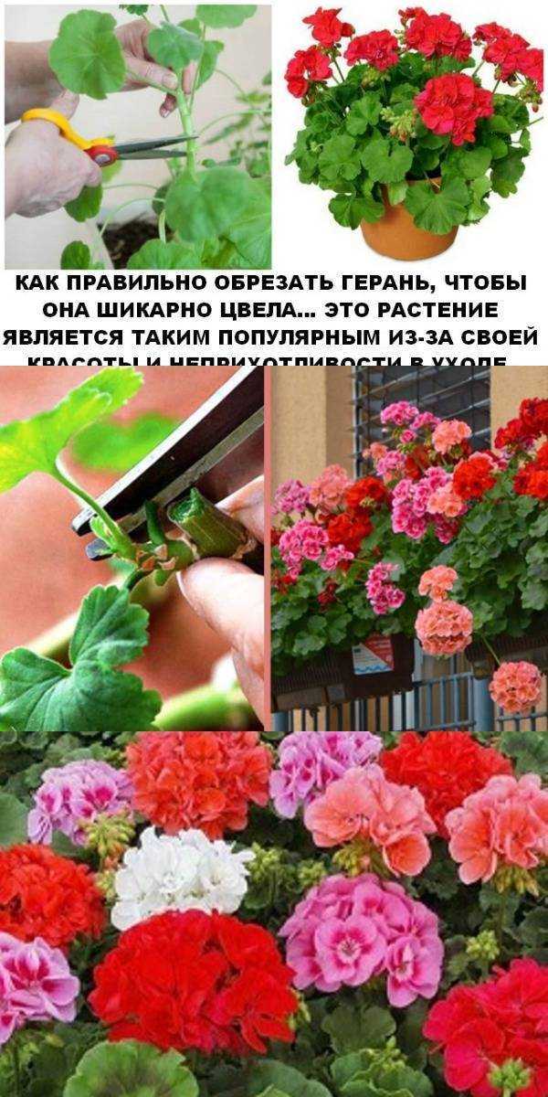 Почему не цветет и плохо растет королевская герань: причины, советы по выращиванию и уходу за растением