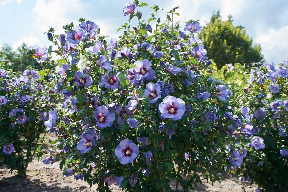 Ухаживание за гибискусом болотным/травянистым (hibiscus moscheutos)