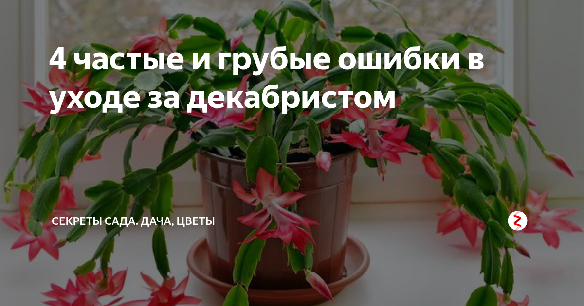 Декабрист уход в домашних условиях размножение,цветение,болезни